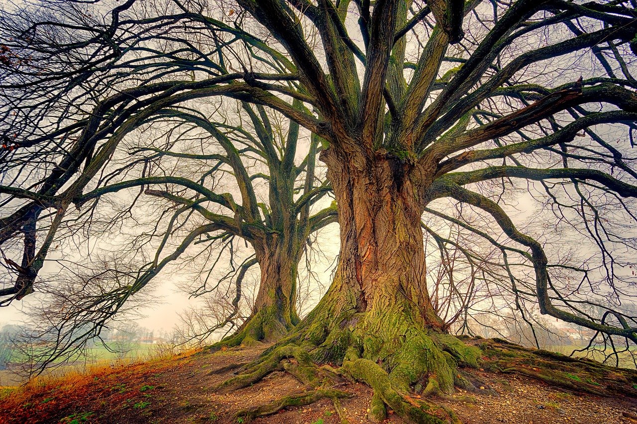 How Do We Recognize Beauty?